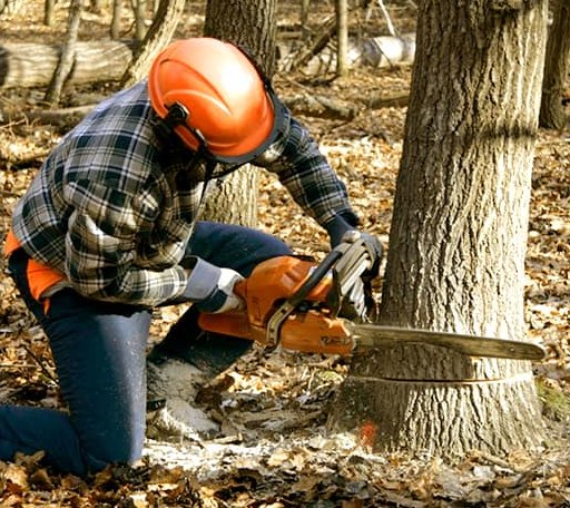 Tree Removal in Lansing, MN